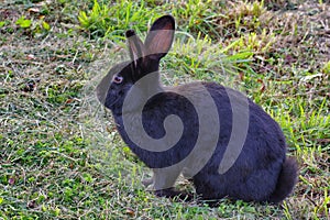 Wild animal. Black rabbit