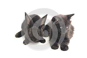 Black rabbit and cat, isolated on white