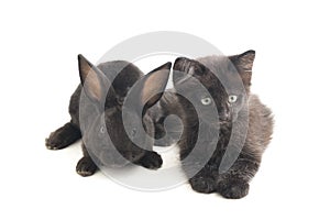 Black rabbit and cat, isolated on white