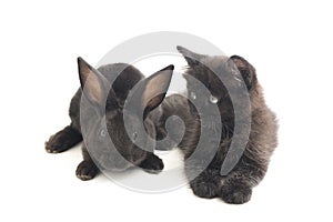 Black rabbit and cat, isolated on white