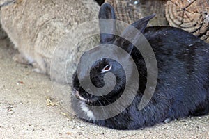 Black rabbit photo