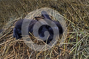 Black rabbit on dry grass