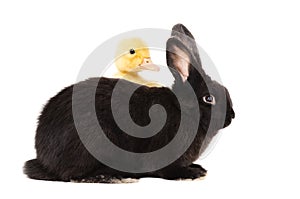 Black rabbit and duckling