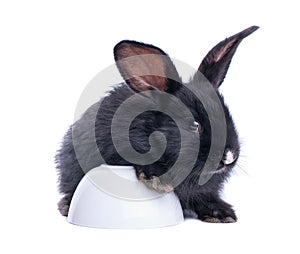 Black rabbit in front of white background