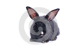 Black rabbit in front of white background