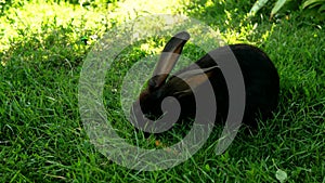 Black rabbit on green grass eats a carrot.