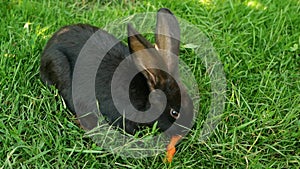 Black rabbit on green grass eats a carrot. Slow motion.