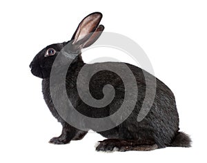 Black rabbit, isolated.