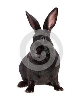 Black rabbit, isolated.