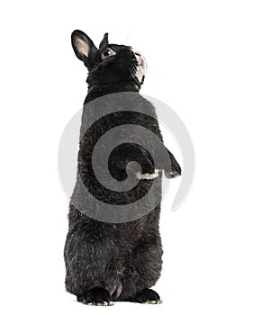 Black Rabbit isolated on white