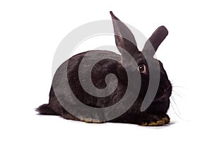 Black rabbit isolated on white