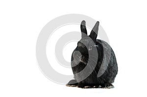 Black rabbit isolated on white background