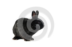 Black rabbit isolated on white background