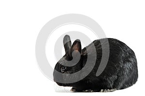 Black rabbit isolated on white background