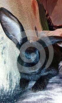 A black rabbit with long ears.