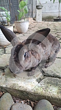 black rabbit looking for food