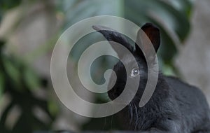 The black rabbit looks directly into the camera. Against the background of monstera leaves