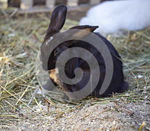 Black rabbit in rabbit kennel