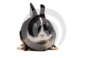 Black Rabbit on white background