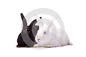 Black rabbit and white rabbit isolated