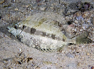A Black Rabbitfish Siganus fuscescens