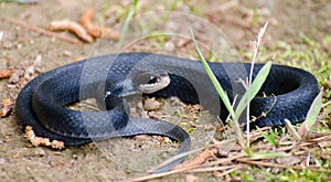 Black Racer Snake Coiled