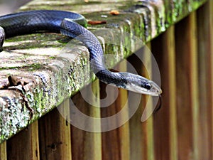 Black Racer Snake (Coluber constrictor)