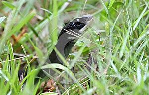 Black Racer Snake in the grass at Phinizy Swamp Nature Center, Augusta, Georgia