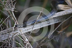 Black Racer Snake Resting on Palm Frond Stem in Florida