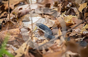 A black racer snake slithers over brown dry leaves.
