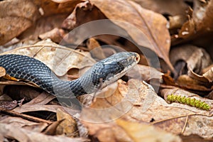 A black racer snake slithers over brown dry leaves.