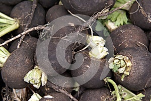 Black Radish