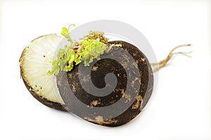 Black Radish