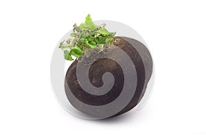 Black radish