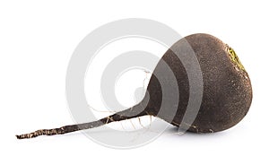 Black radish