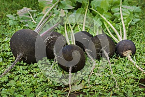 Black radish reaches maturity in October photo