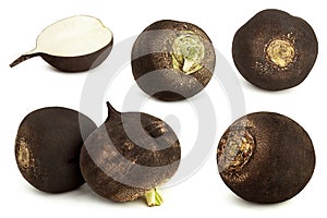 Black radish vegetable root collection