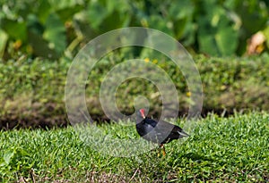 Black rail within taro fields kauai,hawaii