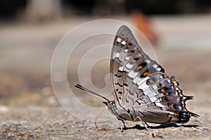 Black Rajah butterfly