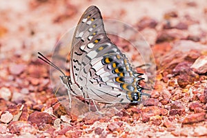 Black Rajah butterfly