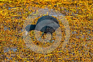 Black Rallidae coot  perching on grassland photo