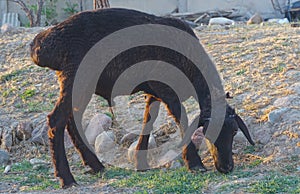 A black ram is grazing