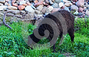 a black ram is grazing