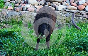 a black ram is grazing