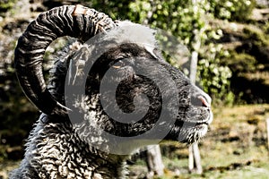 Black ram sheep close-up of the head with horns