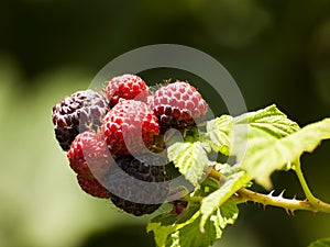 Black Rasberry