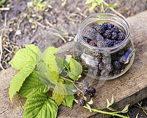 Black raspberries in a glass container, ingathering