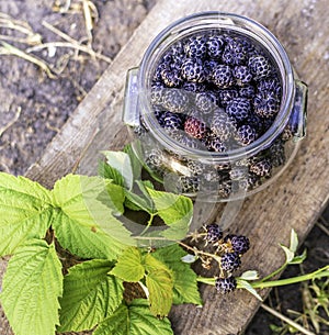 Black raspberries in a glass container, ingathering