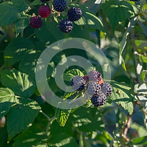 Black raspberries ripen on a raspberry bush in the garden in summer
