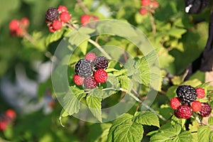 Black raspberries . Rubus occidentalis.